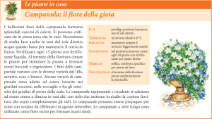 Campanula: il fiore della gioia