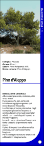 Pino d`Aleppo - SardegnaAmbiente