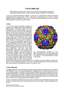 Comparison of partial gene sequences encoding a