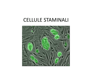 cellule staminali