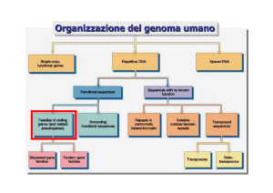 Organizzazione del genoma umano Organizzazione del genoma