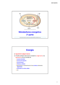 Diapositive sulla glicolisi e fermentazione