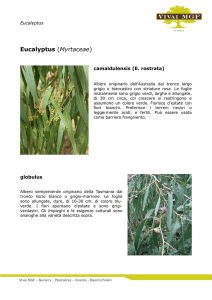 Eucalyptus (Myrtaceae)