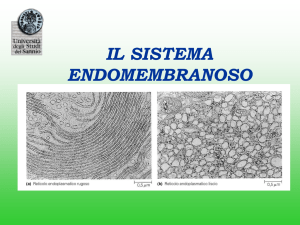 Il sistema endomembranoso