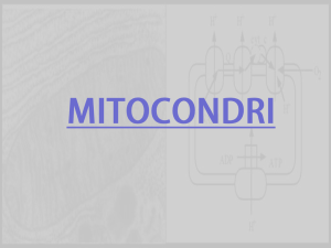 10 - Mitocondri - sciunisannio.it
