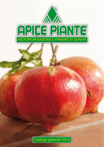 catalogo Apice Piante 2016