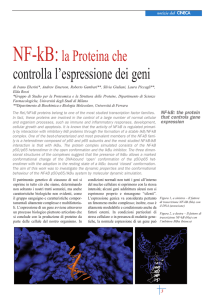 NF-kB:la Proteina che controlla l`espressione dei geni