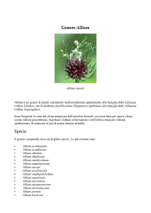 Genere Allium Specie - francescofiume.altervista.org