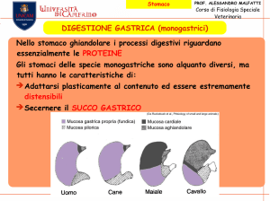 DIGESTIONE GASTRICA (monogastrici) Nello stomaco ghiandolare