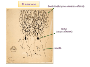 2. Neuroni e glia, Pot riposo, Equilibrio Donnan - e