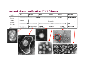 Animal virus classification: DNA Viruses