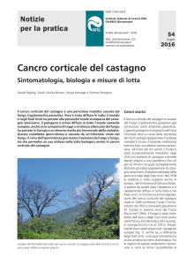 Cancro corticale del castagno