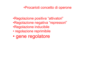 • gene regolatore