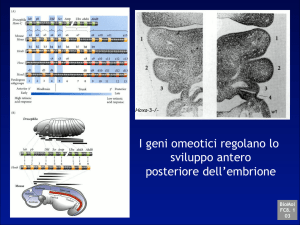 I geni omeotici regolano lo sviluppo antero posteriore dell`embrione