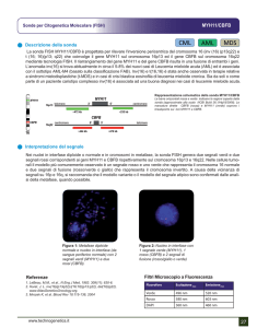 MYH11/CBFB - Technogenetics