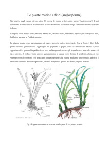 Le piante marine a fiori (angiosperme) - Jonio Pro