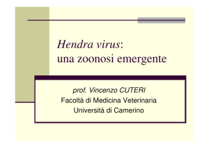 Hendra virus - Vincenzo Cuteri