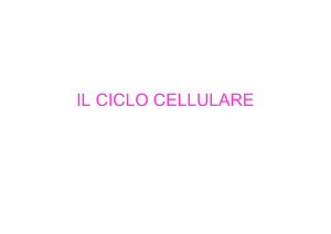 IL CICLO CELLULARE