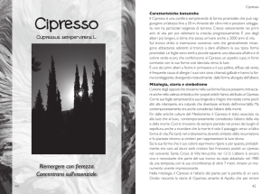 Cipresso - Remedia Erbe