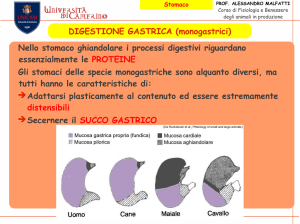 DIGESTIONE GASTRICA (monogastrici) Nello stomaco ghiandolare