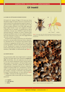 Gli insetti - Italo Bovolenta Editore
