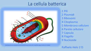 La cellula batterica by Raffaele Helo 1 a D