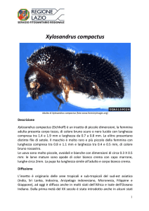 Xylosandrus compactus