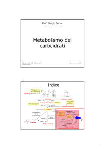 Metabolismo dei carboidrati
