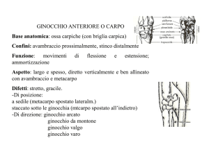 GINOCCHIO ANTERIORE O CARPO Base anatomica: ossa