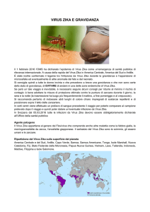 virus zika e gravidanza