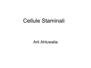 Cellule Staminali