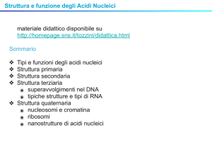 Struttura e funzione degli Acidi Nucleici materiale didattico