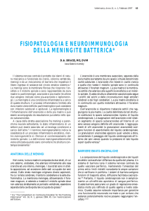 fisiopatologia e neuroimmunologia della meningite batterica