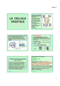 13) Cellula vegetale