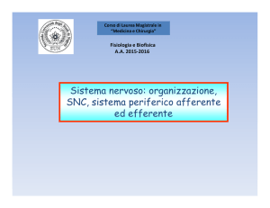 Sistema nervoso: organizzazione, SNC, sistema periferico afferente