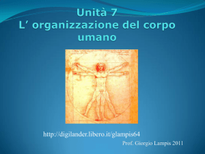 Unità 7 - Organizzazione del corpo umano - Digilander