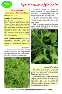 Sisymbrium officinale - piantespontaneeincucina.info
