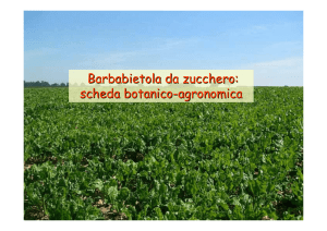 Barbabietola da zucchero: scheda botanico-agronomica