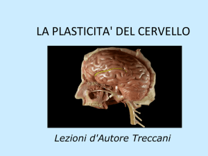 la plasticita` del cervello