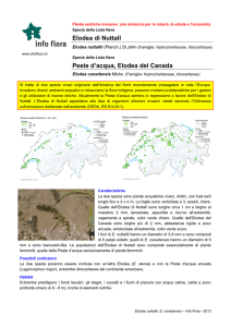 Elodea di Nuttall Peste d`acqua, Elodea del Canada