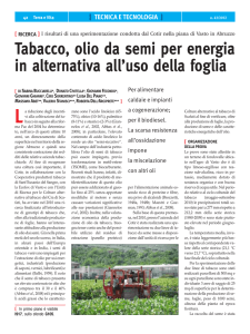 Tabacco, olio da semi per energia in alternativa all`uso della foglia