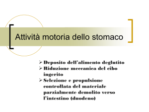 4 Stomaco File - Progetto e