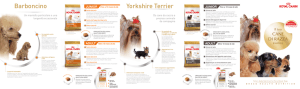 Barboncino Yorkshire Terrier