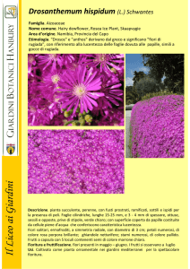 Drosanthemum hispidum - Giardini Botanici Hanbury