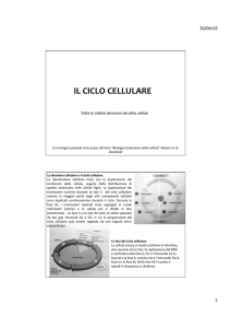 ciclo cellulare File - Progetto e