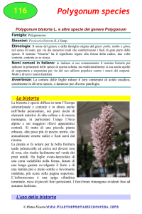 Polygonum species - Piante spontanee in cucina