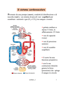 Il sistema cardiovascolare