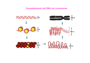 Compattamento del DNA nel cromosoma