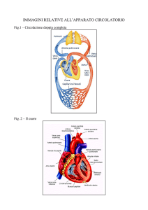 immagini relative all`apparato circolatorio - Io Studio al Fermi