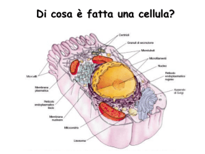 Lezione 2-Biochimica della Cellula 2015